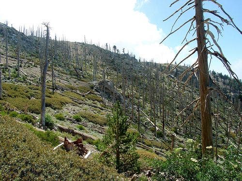Dead trees on Ontario's north slope None