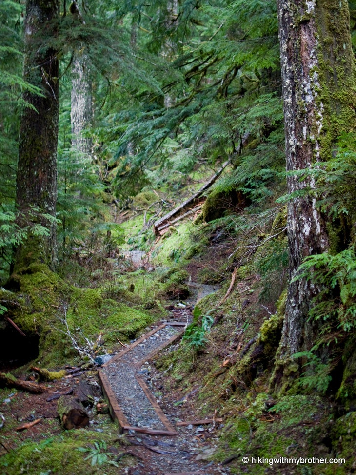 Deep Forest None