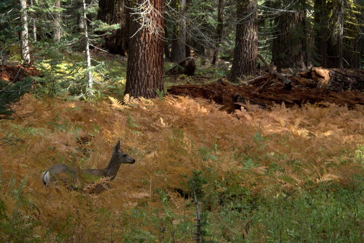 Deer None
