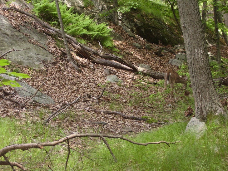 Deer None