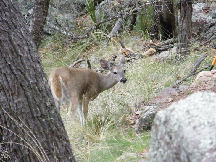 Deer None