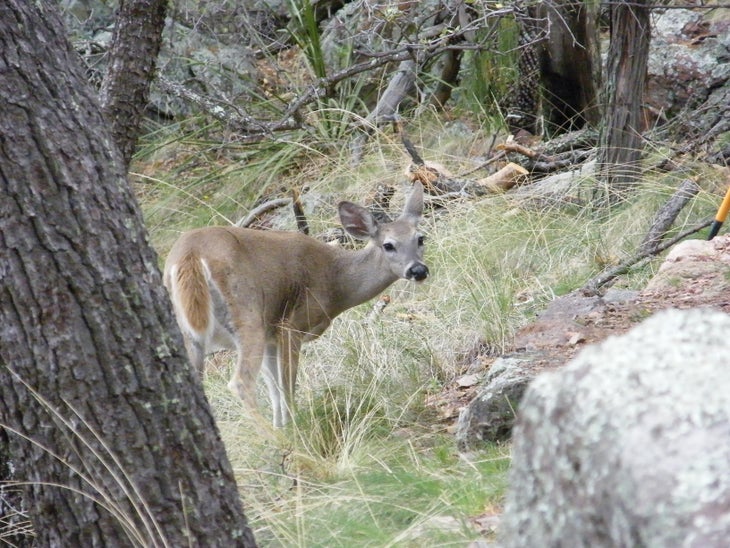 Big Bend National Park: Chisos Basin Trails