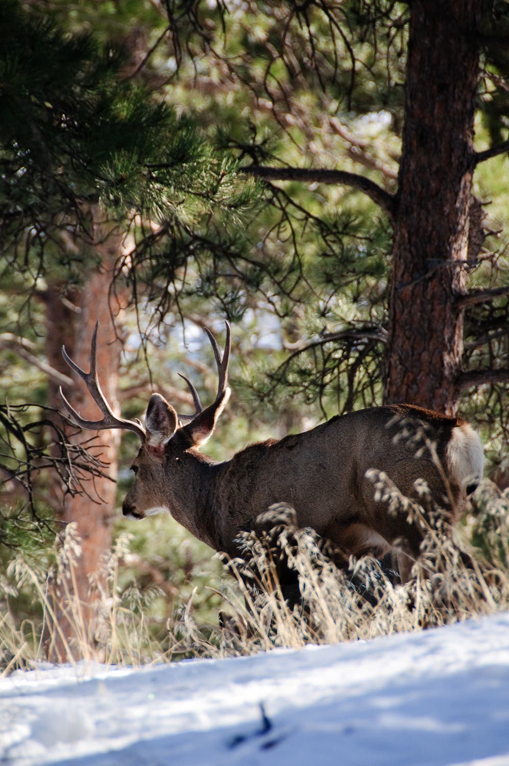 Buck standing in the pine forest. 
