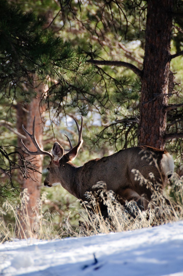 Deer None