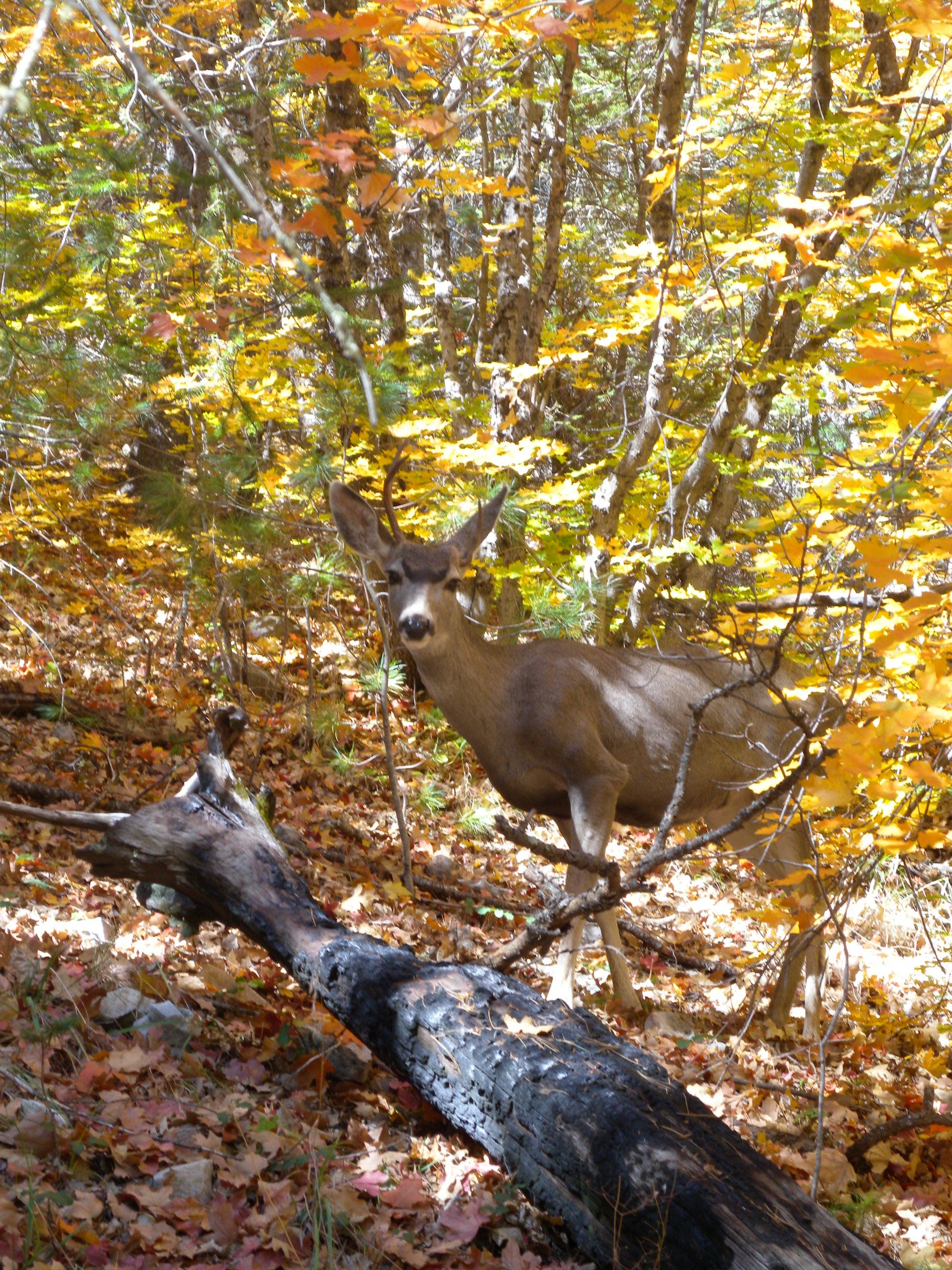 A deer standing among the colorful trees near the beginning of the hike. 