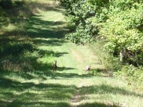 Deer Along the Trail None