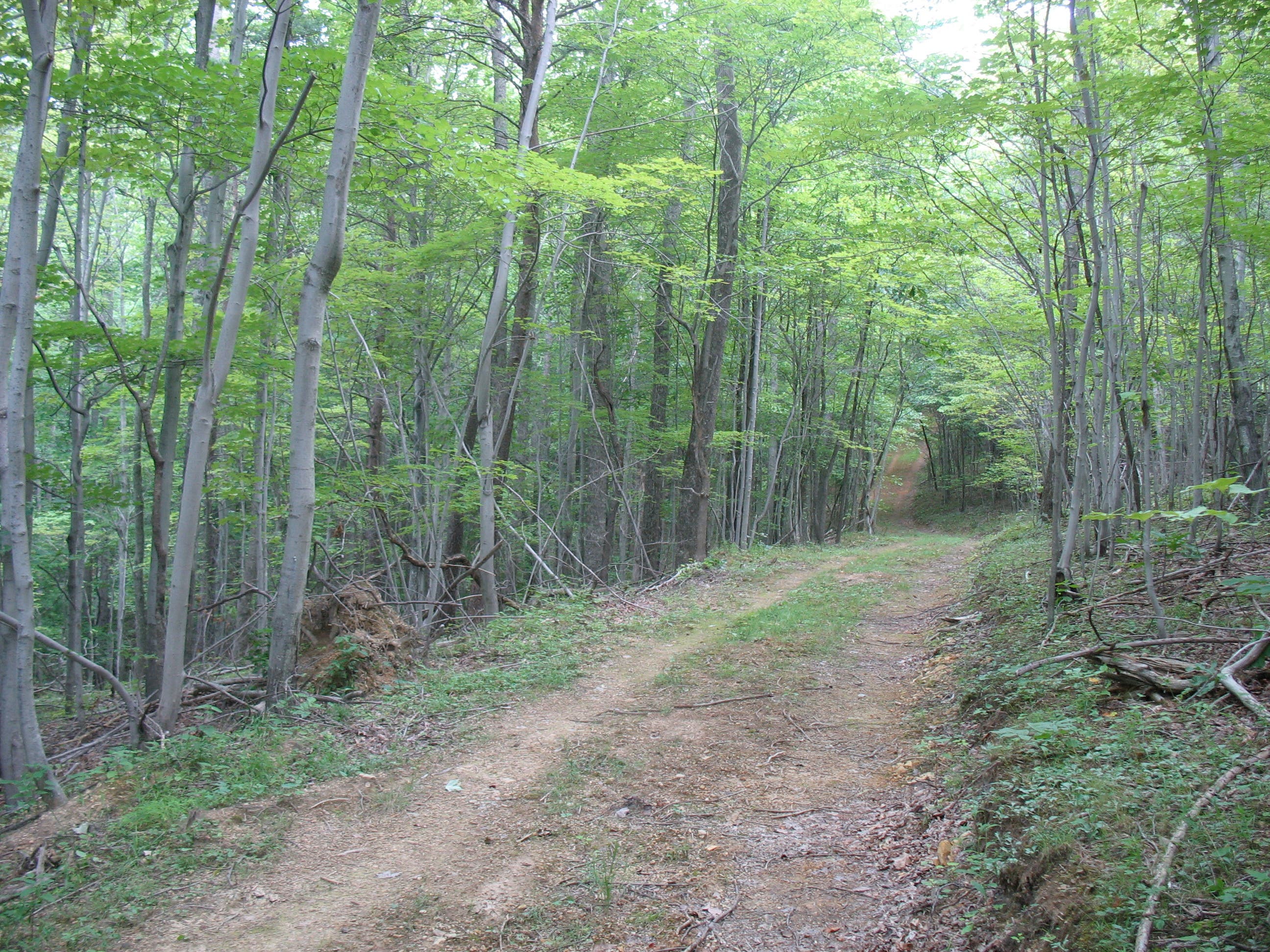 Deer Lick Trail None