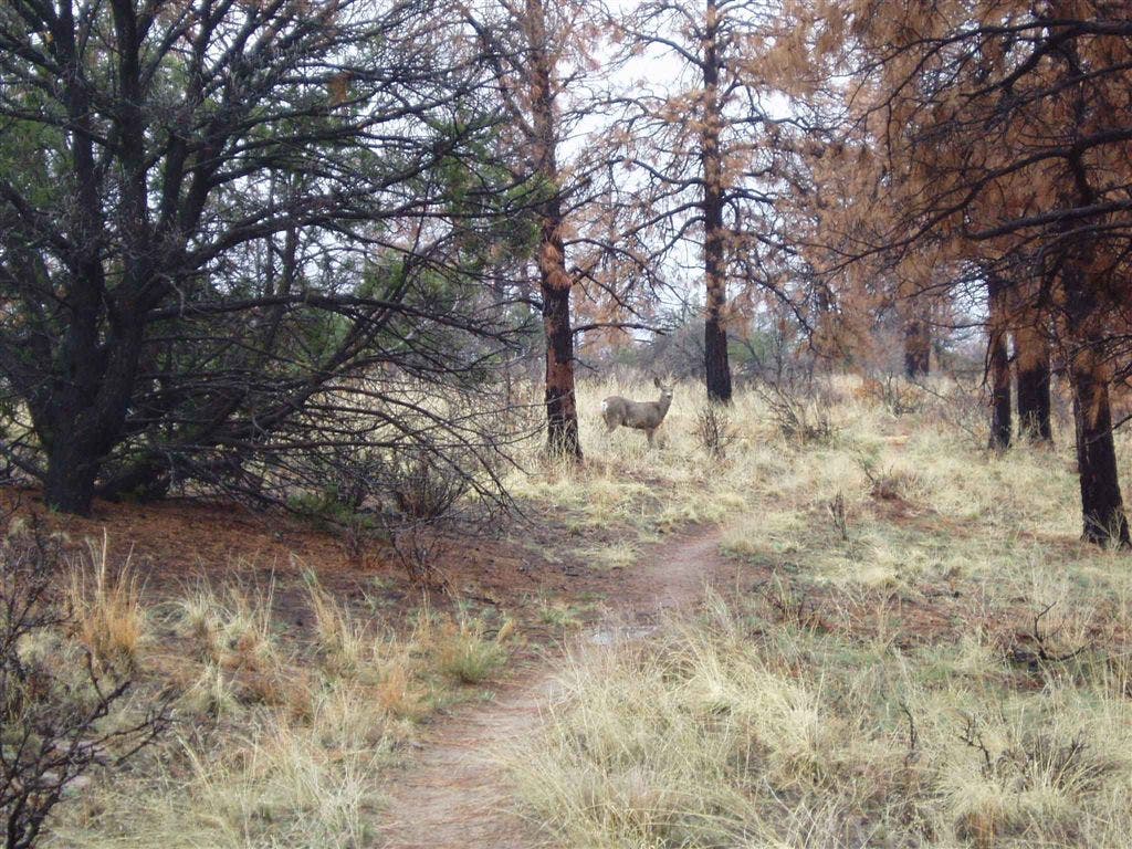 Deer near trail None