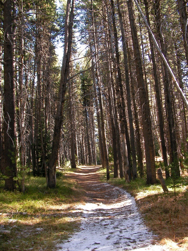 DeLacy Creek Trail None