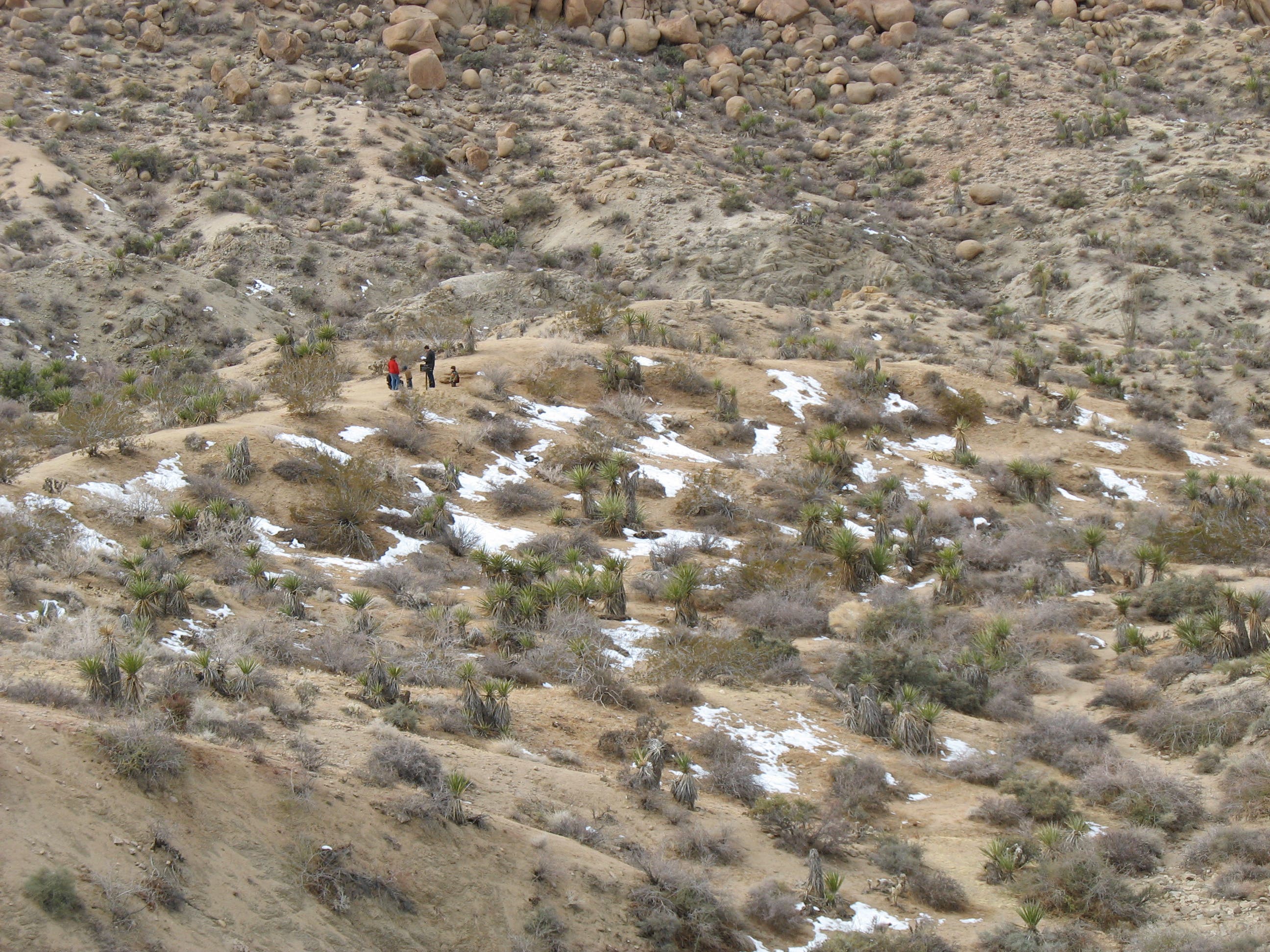 Descent to Lost Palms Oasis Trail None