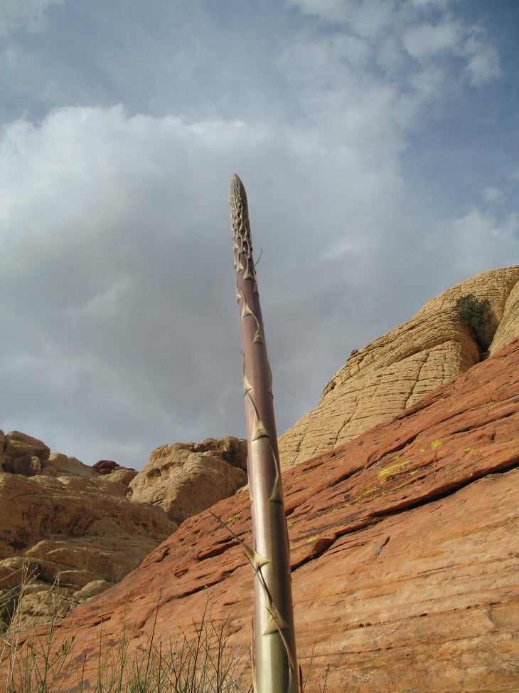 Desert Agave None