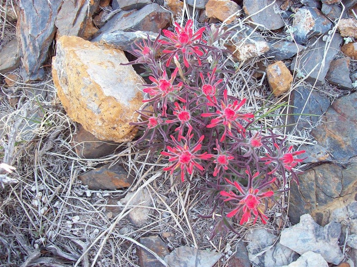 Desert Flowers None