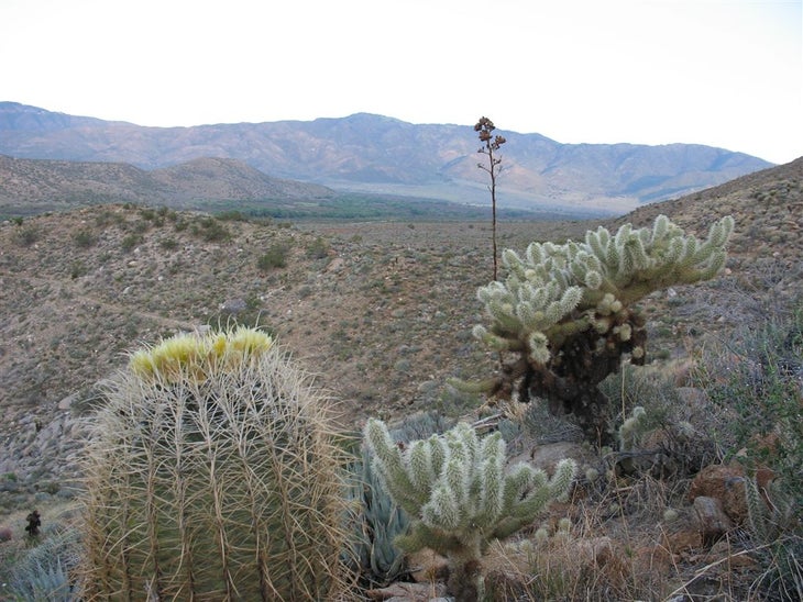 Desert scene None