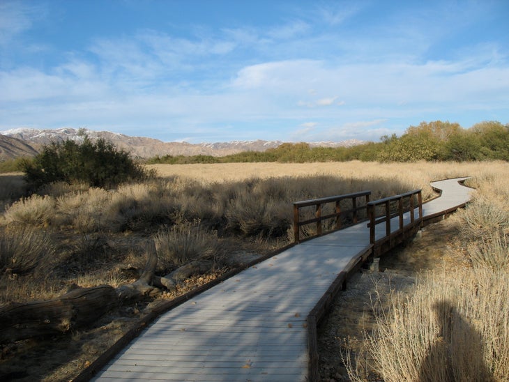 Desert Willow Trail big morongo canyon