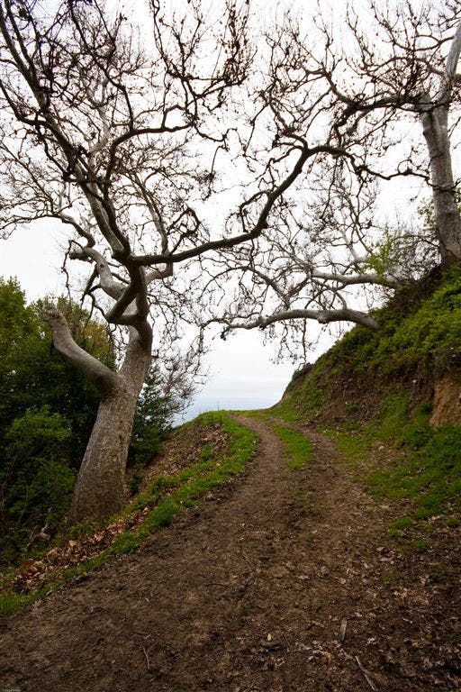 Disappearing Trail None