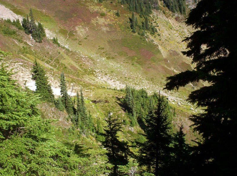 Distant views of a bear None