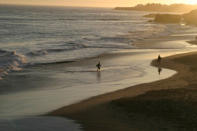 Dog Beach None
