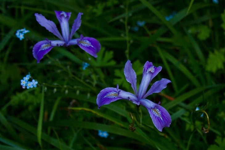 Douglas Lilies None