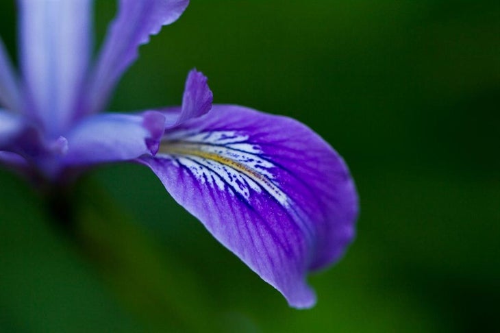 Douglas Lily None