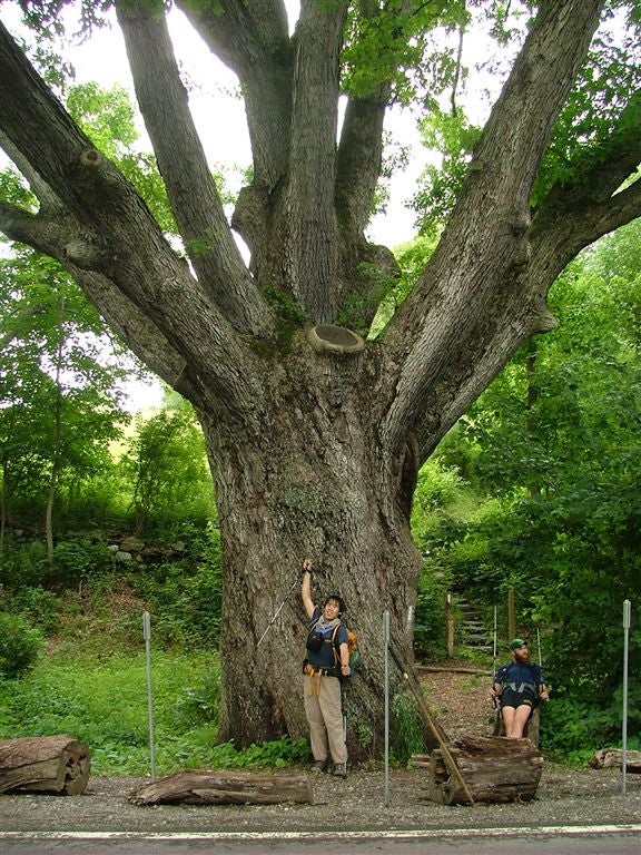 Dover Oak None