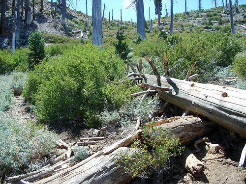 Downed log None