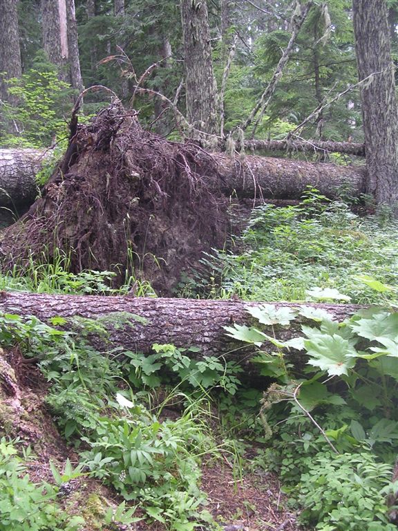 Downed Trees None