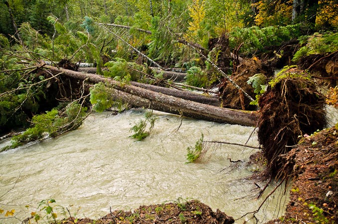 Downed trees in Little Beaver Creek None