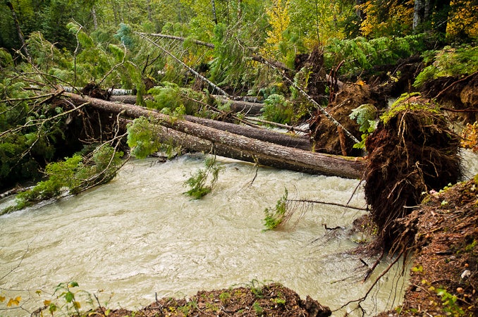 Downed trees in Little Beaver Creek None