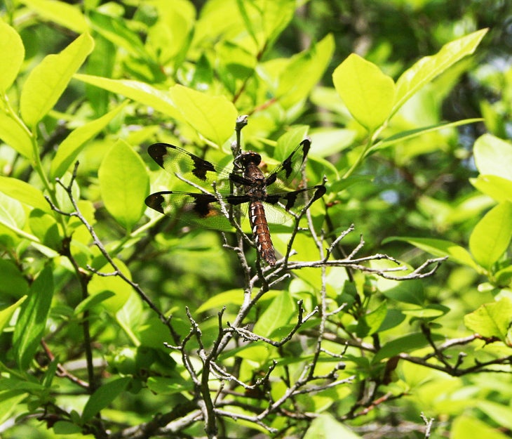 Dragonfly None