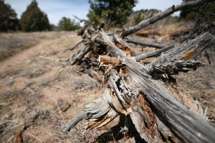 Dried Wood None