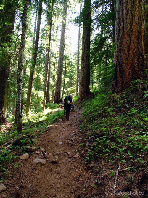 Duffy Trail None