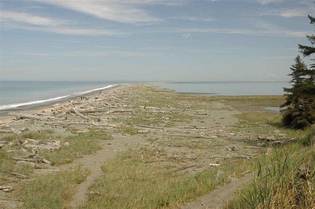Dungeness Spit None