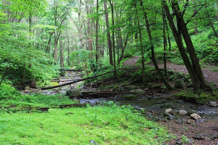 Dunnfield Hollow Trail None