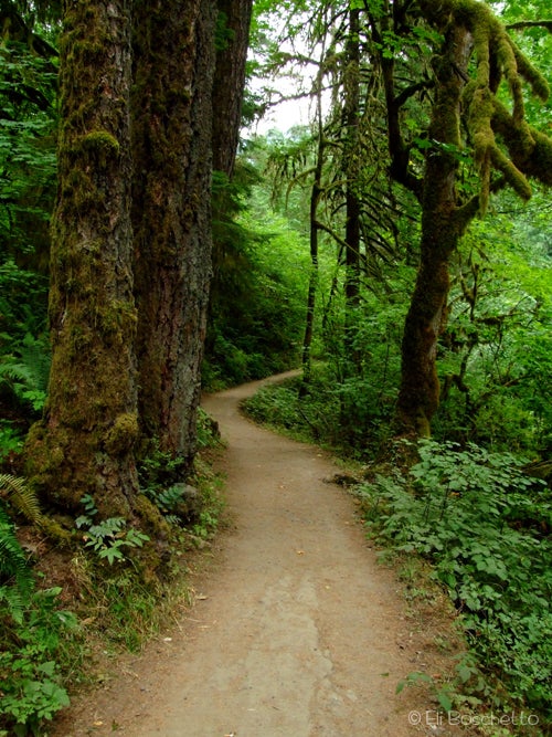 Eagle Trail None