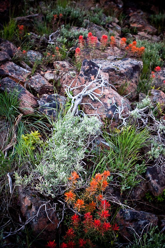 Early summer wildflower garden None