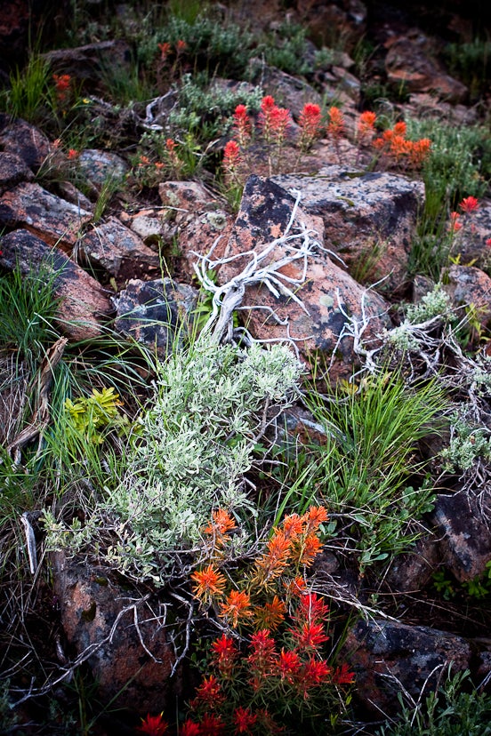 Early summer wildflower garden None