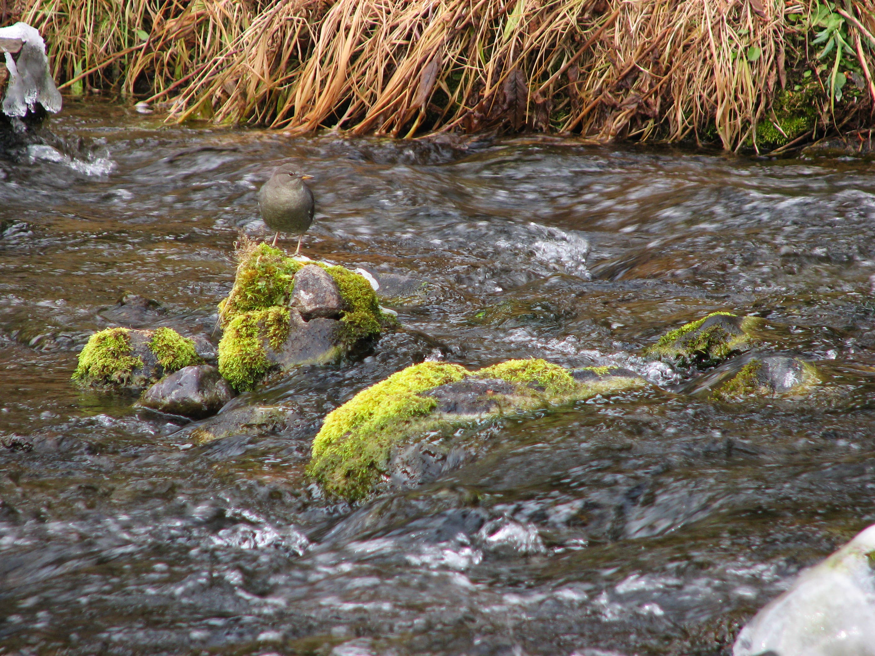 East Fork Specimen Creek None