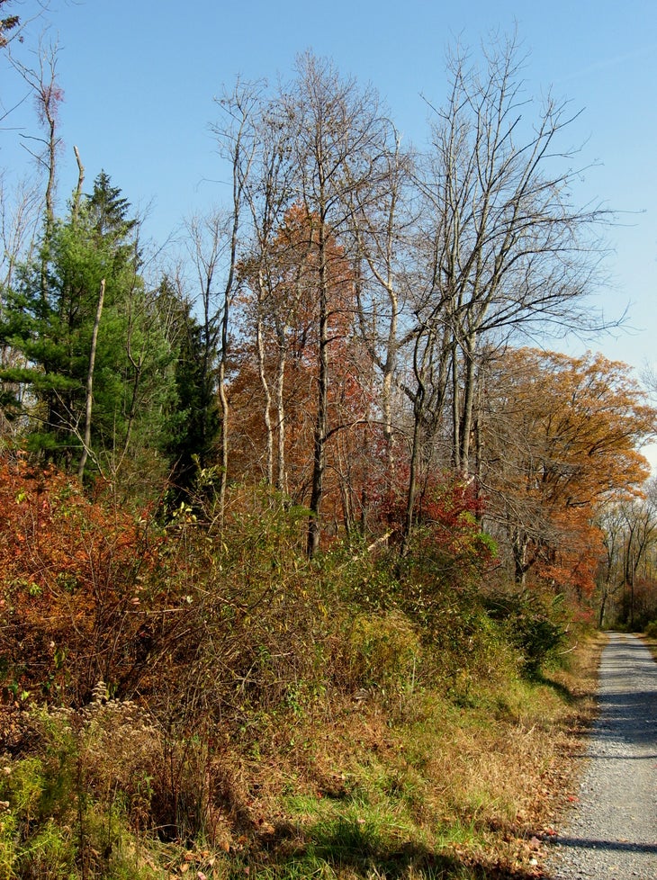 Edge Habitat None