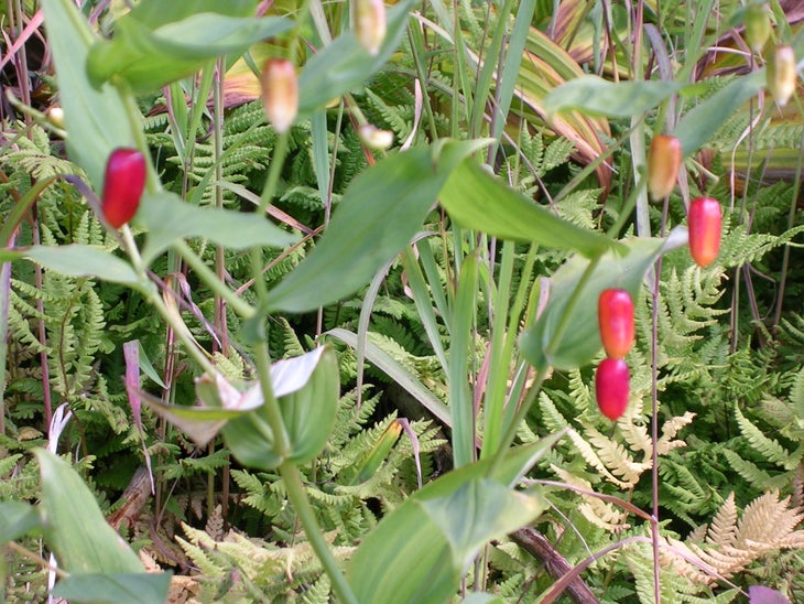 Edible Watermelon Berries None