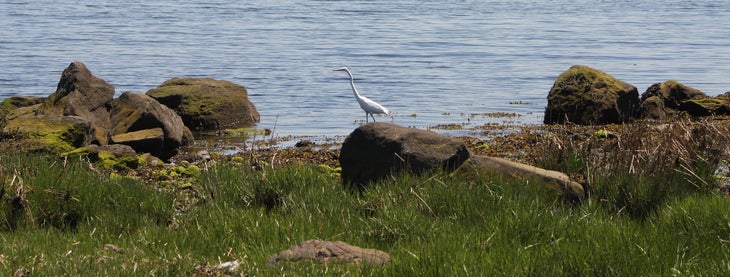 Egret None