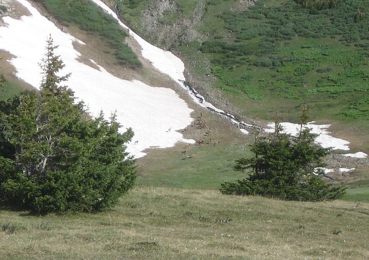 Elk None