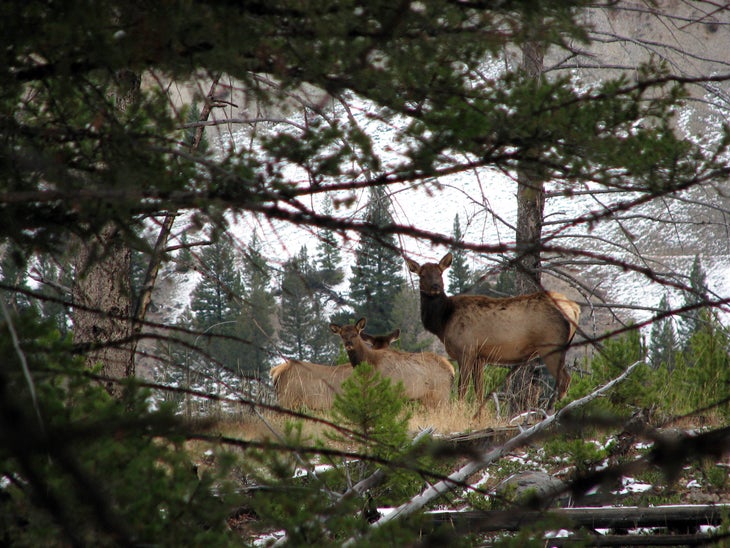 Elk None