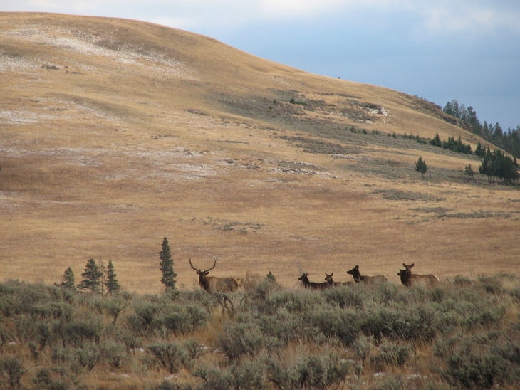 Elk None