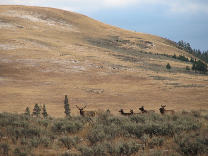 Yellowstone National Park: Osprey Falls