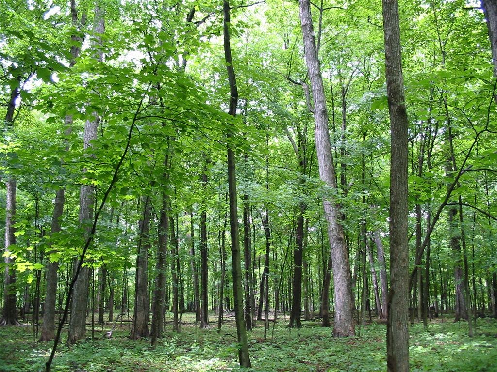 Elm and Oak Groves None