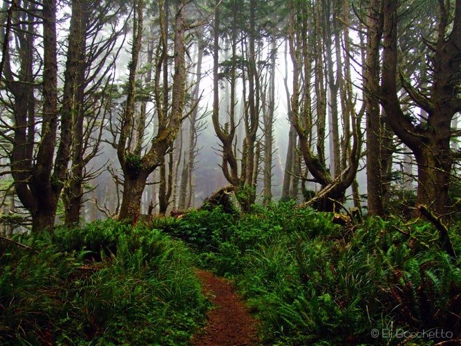 Enchanted None