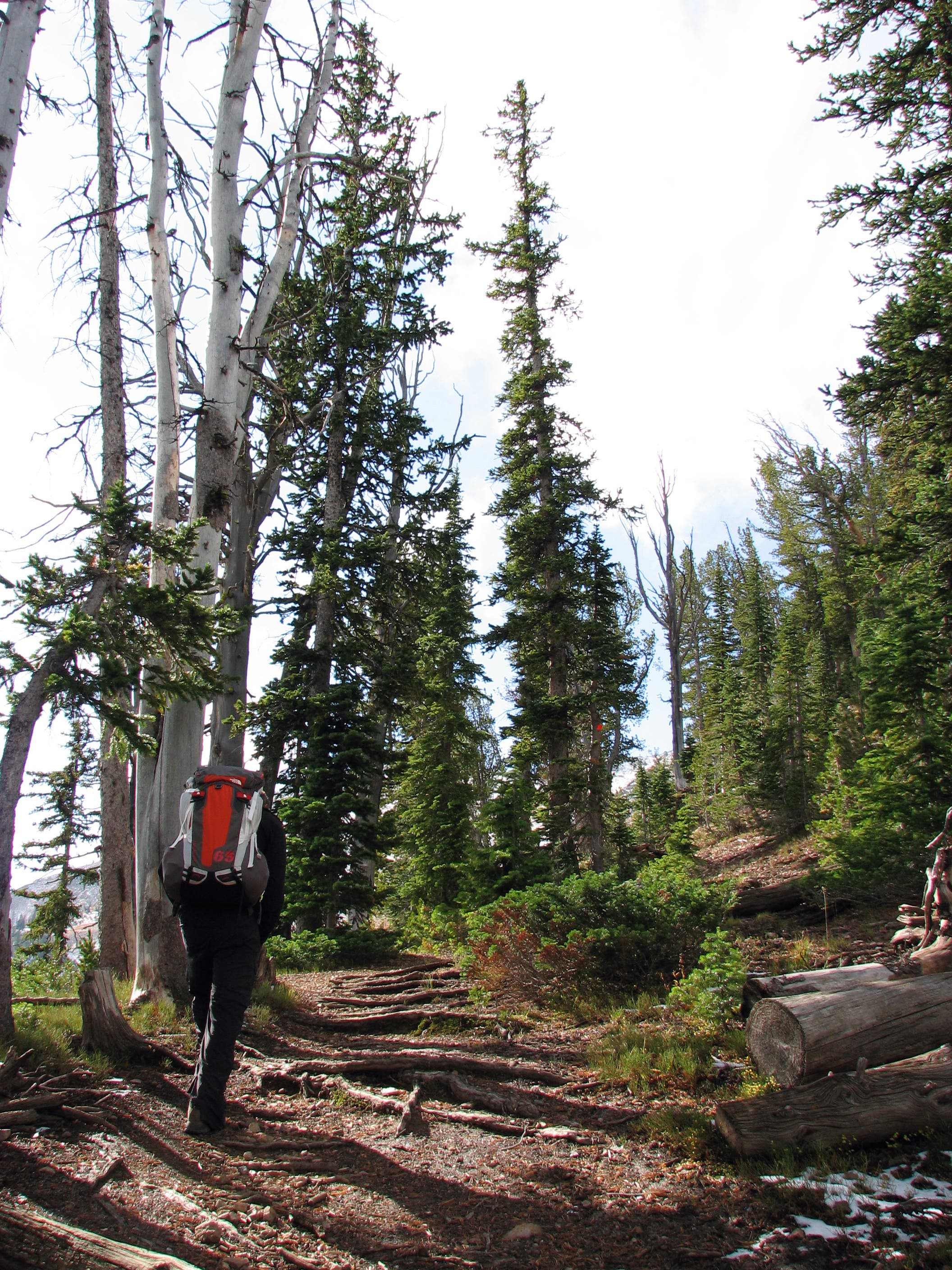 Engelmann Spruce Forest None