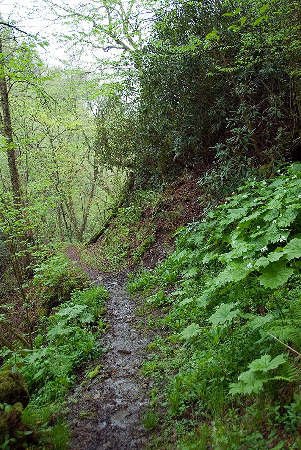 Enloe Creek Trail None