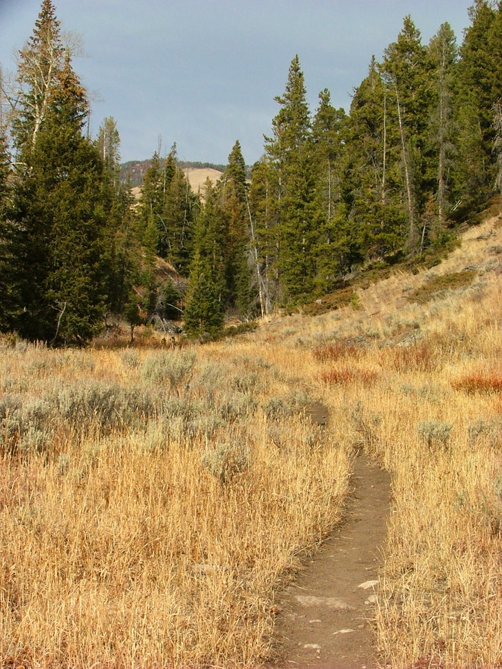 Entering the Forest None