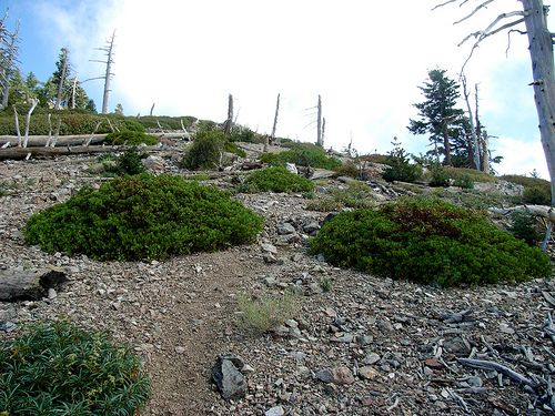Faint trail None